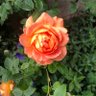Фото профиля Donna