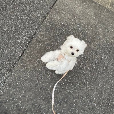 ふわふわないぬ's profile picture