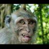 Simple Simon profil fotoğrafı