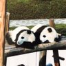 kurinaka🐼💗 的头像