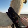 عذبه profil fotoğrafı