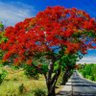 Flamboyant 的头像