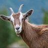 Bakra with WiFi's profile picture