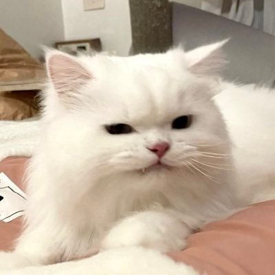 25nchu's profile picture