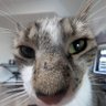 noisysquid's profile picture