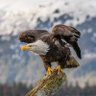 Bald Eagle profil fotoğrafı