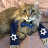 Zionist Cat 的头像