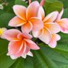花🌺しあわせな毎日 的头像