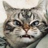 amam3393. profil fotoğrafı