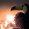 Фото профиля TheToucan