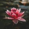 Suraj Dhanoa 的头像