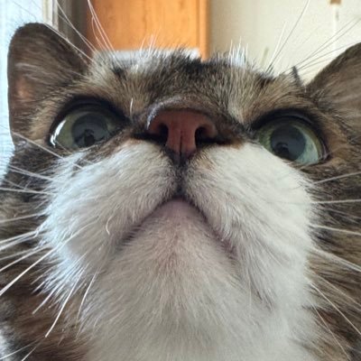 ぽんちょ's profile picture