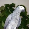 persianparrot 的头像