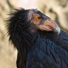 Vulture's profile picture