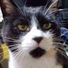 jun 🐾　里親募集中　&　預かりさん募集中(切実)　🐾's profile picture