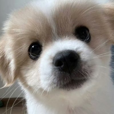 Asuki_i's profile picture