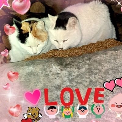동두천 냥이쉼터's profile picture