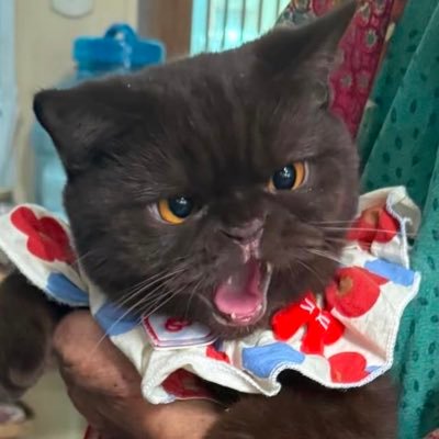 gegengene_'s profile picture