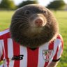 Profilbild von Eltopocalvo
