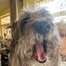 Belle’s human's profile picture