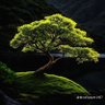 Ramzi alaqi 的头像