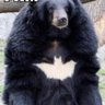 Фото профиля Bear Bearington.
