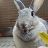 石まる! profil fotoğrafı