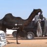 Фото профиля النايف ☜🐪