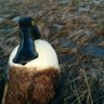 Crazy_Duck777 的头像