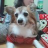 Profilbild von 風(Fu)