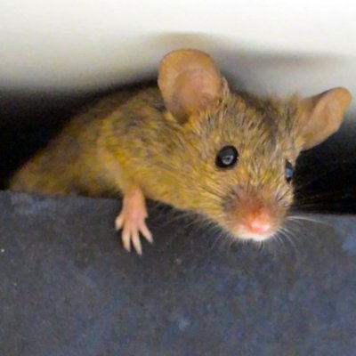 Team Huismuizen's profile picture