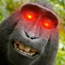 MadMonkey's profile picture