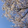 Sakura🌸RICE🍚大好き profil fotoğrafı