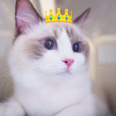 AME OFFICIAL's profile picture
