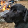 BobTheDog profil fotoğrafı