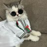 صميدع's profile picture