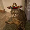 A cat with a sombrero profil fotoğrafı