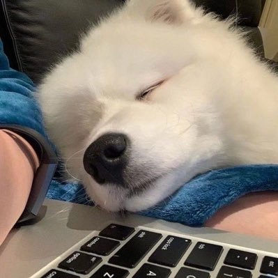 puppy_slp's profile picture