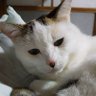 しょうみ profil fotoğrafı