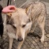 сом, который любит гречневую кашу 的头像