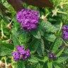 Фото профиля ぱぁぷる