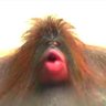 Profilbild von kracc bacc