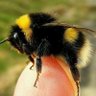 Profilbild von Bumblebee