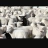 Profilbild von Black Sheep Affairs