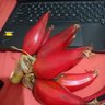 Rwebandira. 的头像