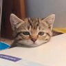 niinicha_cha profil fotoğrafı