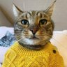 theus's profile picture