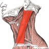 Profilbild von Sternocleidomastoid