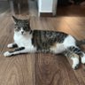 Mau Catita profil fotoğrafı