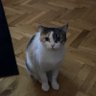 Arila's profile picture